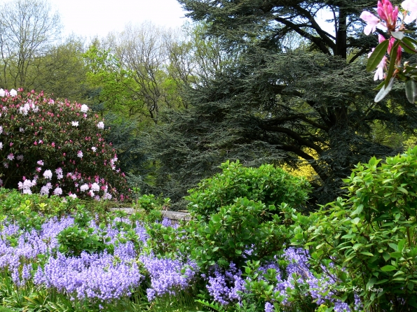 Bois des Moutiers (98) Mai 2012